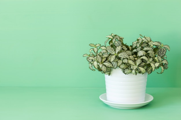 Plante d'intérieur Fittonia albivenis en pot blanc