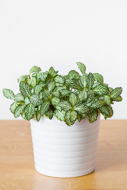 Plante d'intérieur Fittonia albivenis en pot blanc