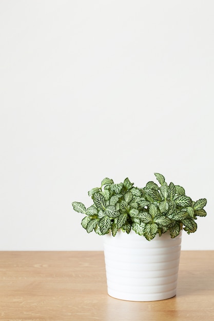 Plante d'intérieur Fittonia albivenis en pot blanc