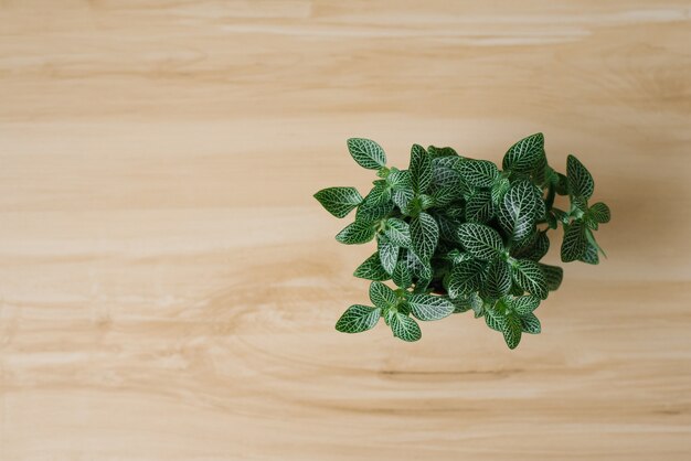 Plante d'intérieur fittonia vert foncé avec des stries blanches dans un pot marron sur un beige avec des planches. La vue du haut. fond