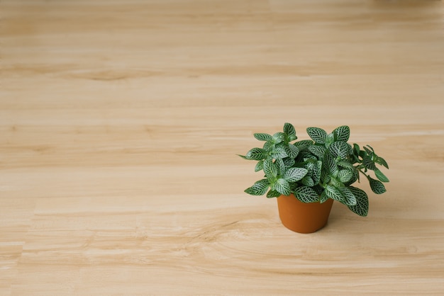 Plante d'intérieur fittonia vert foncé avec des stries blanches dans un pot marron sur fond beige avec des planches. Espace copie