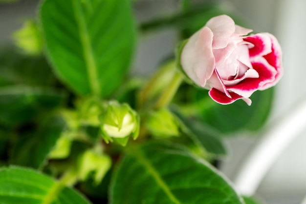 Plante d'intérieur gloxinia en pot avec des feuilles vertes et une fleur rose en gros plan