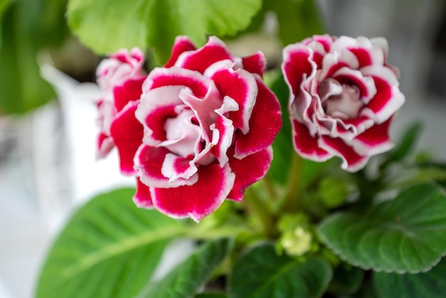 Plante d'intérieur gloxinia en pot avec fleurs roses feuilles vertes et fleur rose gros plan