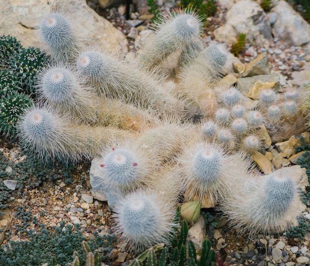 Une plante d'intérieur Un grand cactus épineux en forme de longues tiges Fond naturel Texture abstraite