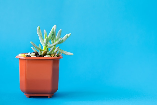 Plante d'intérieur grasse, petites pousses sur fond bleu