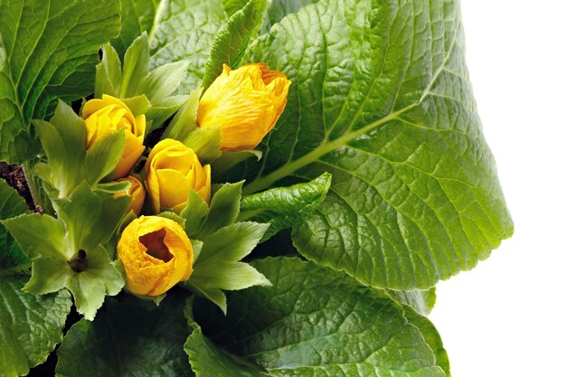 Plante d'intérieur isolé sur fond blanc