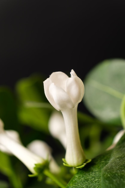 Photo plante d'intérieur jasmin stephanotis fleur fleurit