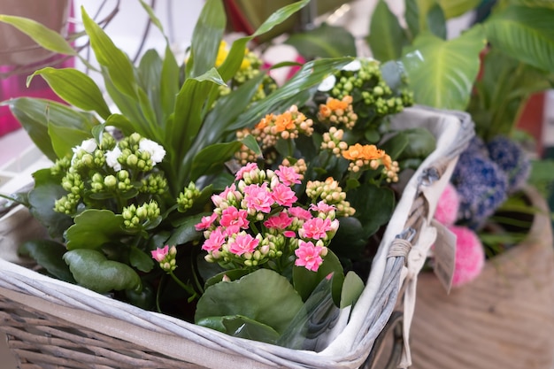 La plante d'intérieur Kalanchoe à petites fleurs blanches, roses et oranges est vendue dans un magasin de fleurs.