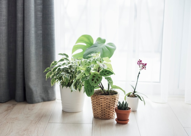 Plante d'intérieur à la maison. Différentes plantes d'intérieur sur le sol