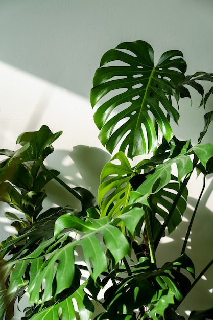 Plante d'intérieur monstera vert frais dans le salon sur un mur blanc