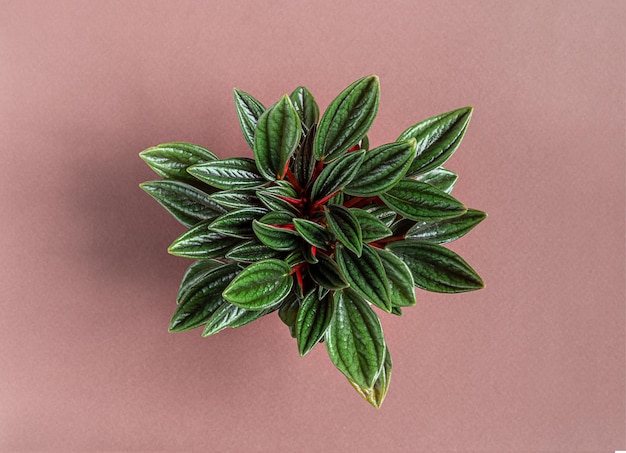 Plante d'intérieur Peperomia rosso sur fond rose vue de dessus avec espace de copie