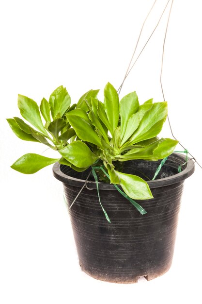 Plante d'intérieur plante en pot sur fond blanc.