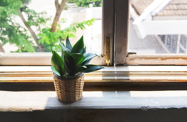 Plante d&#39;intérieur en pot d&#39;intérieur par la fenêtre