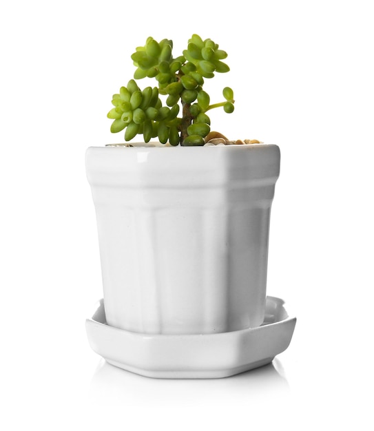 Plante d'intérieur en pot isolé sur blanc