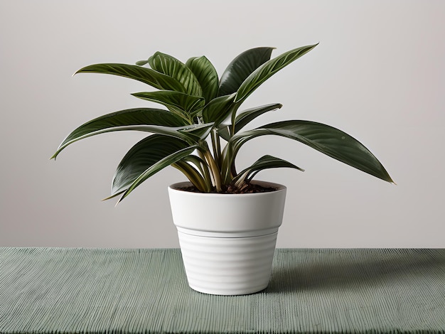 Plante d'intérieur en pot isolée sur fond blanc lumineux plante d'intérieur décorative image générée par l'IA