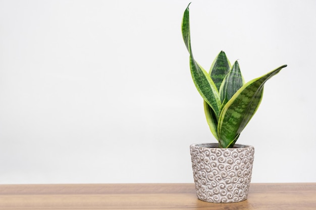 Plante d'intérieur Sansevieria dans un espace de copie de fleurs intérieures de pot gay