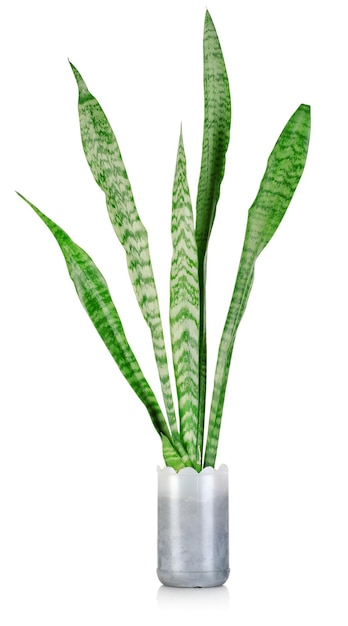 Plante d'intérieur - Sansevieria isolé sur fond blanc