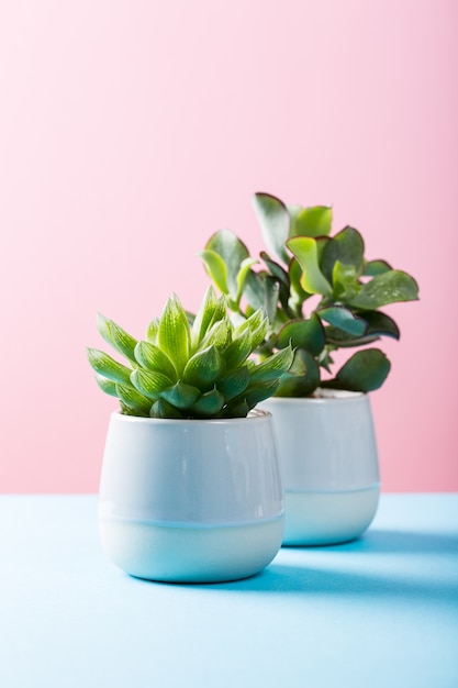 Plante d&#39;intérieur succulente dans un pot en céramique gris