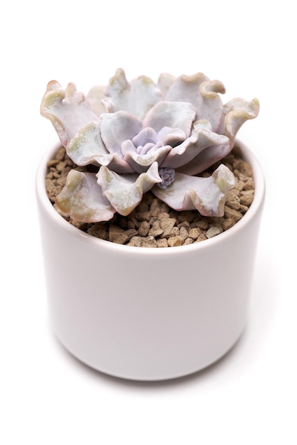 Plante d'intérieur succulente en pot d'échéverie en pot de céramique blanche sur fond blanc