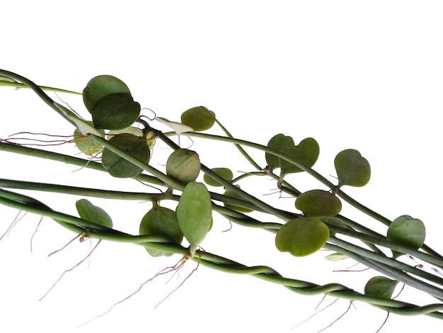 Plante d'intérieur suspendue sur fond blanc Plante verte suspendue isolée sur fond blanc