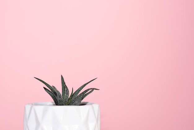 Plante d'intérieur sur la table en bois et mur en bois