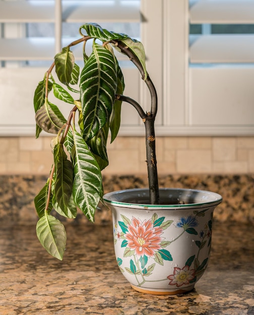 Plante d'intérieur tombante dans un vase en poterie