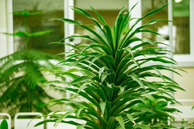 Plante d'intérieur tropicale à grandes feuilles vertes