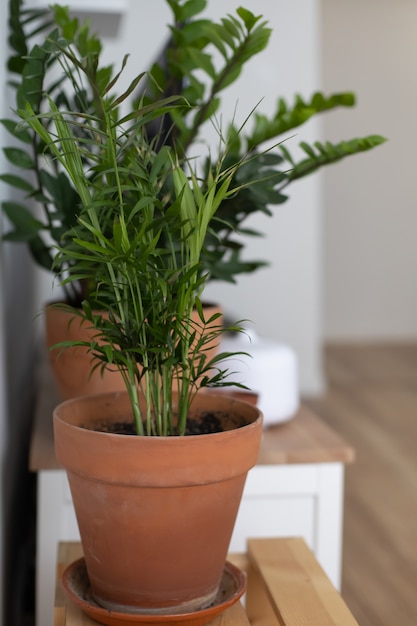 Plante d'intérieur verte dans un pot en argile dans un appartement de style scandinave minimaliste