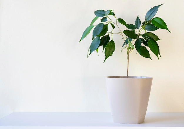 Plante d'intérieur verte sur une étagère de bureau blanche devant un espace de mur beige vierge pour le texte