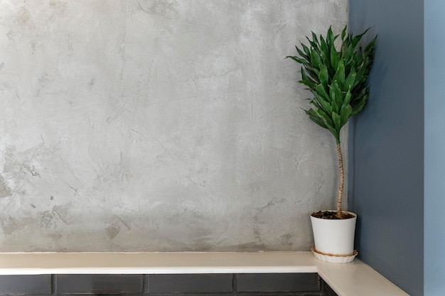 Plante d'intérieur verte en pot blanc dans le coin contre un mur de béton gris Espace de copie avec table Espace pour votre texte