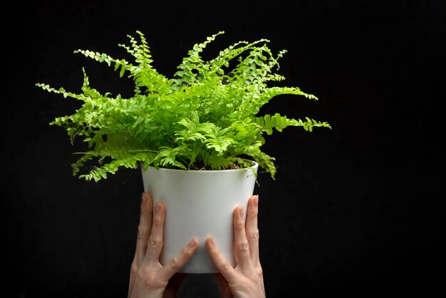 Plante d'intérieur verte en pot sur fond noir. Les mains tiennent la plante d'intérieur. Espace de copie. Design d'intérieur.