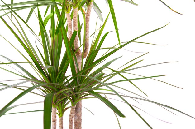 Plante d'intérieur verte pour la décoration isolée sur blanc