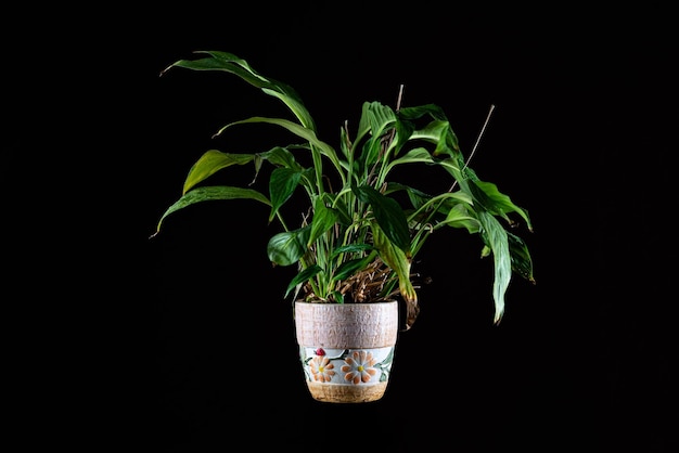 Une plante d'intérieur verte saturée lumineuse dans le pot dans l'air isolée sur fond sombre