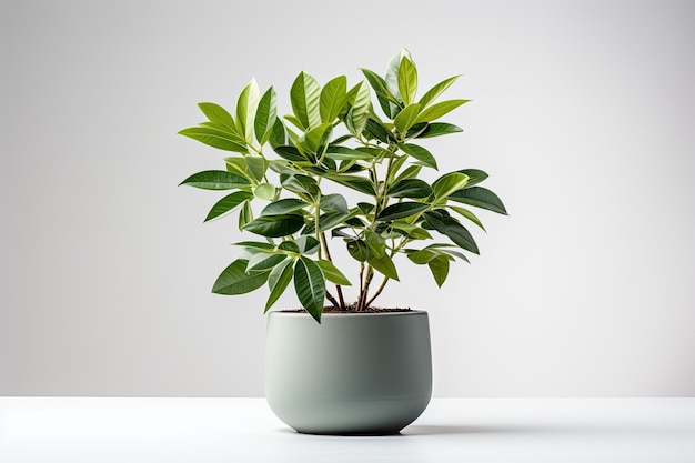 plante isolée en pot sur fond blanc 1