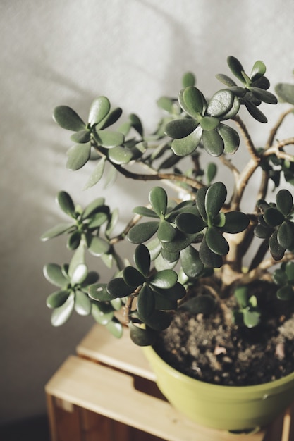 plante de jade en pot