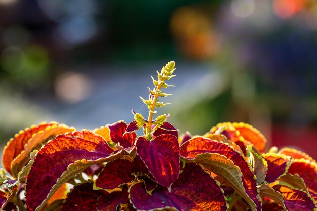 Photo plante de jardin coleus blumei au feuillage rouge vif en photographie rapprochée au coucher du soleil