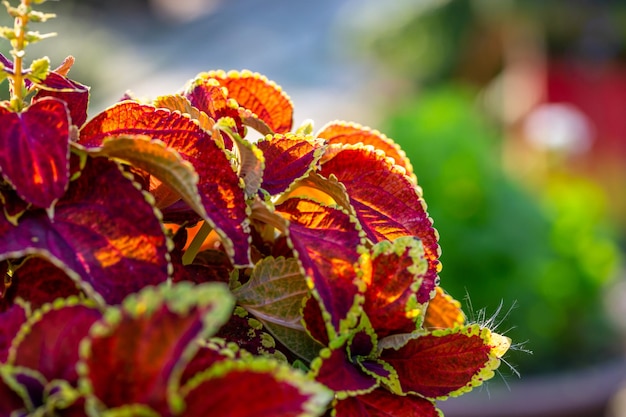 Plante de jardin Coleus blumei au feuillage rouge vif en photographie rapprochée au coucher du soleil