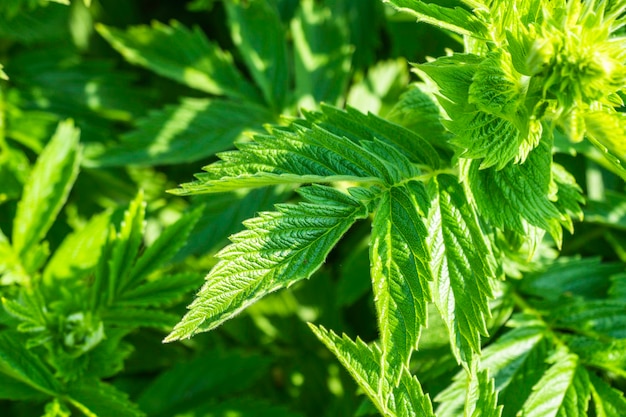 Plante de jardin et éclairage Bokeh avec fond de nature verte.