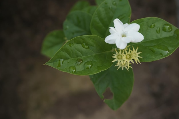 La plante de jasmin qui fleurit est blanche.