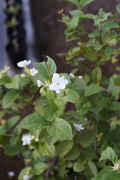 La plante de jasmin qui fleurit est blanche.