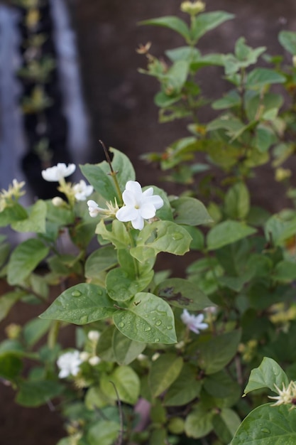 La plante de jasmin qui fleurit est blanche.