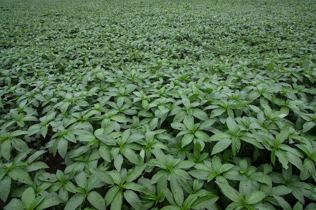 Plante de jute brute verte dans le domaine de l'agriculture Concept