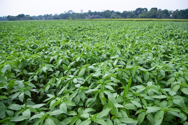 Plante de jute brute verte dans le domaine de l'agriculture Concept