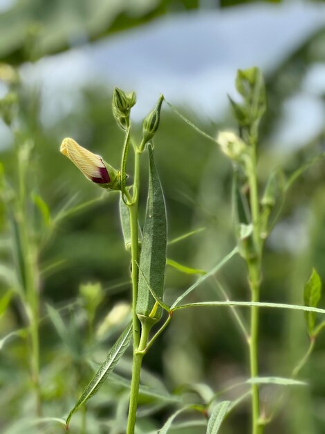 Plante Ladyfinger avec fleur