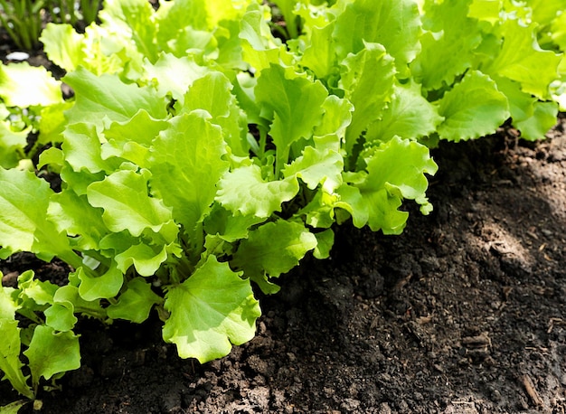 Une plante de laitue qui pousse dans un lit de jardin en gros plan. La moisson