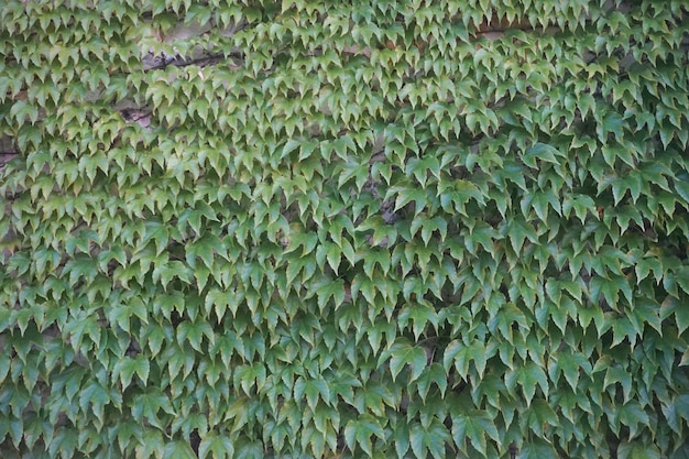 Plante de lierre sur un mur