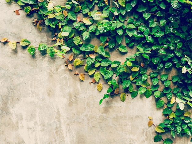 plante de lierre vert sur fond de mur de ciment avec espace.