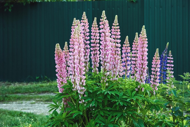 Plante de lupin fleurissant avec des fleurs roses en été Lupinus polyphyllus