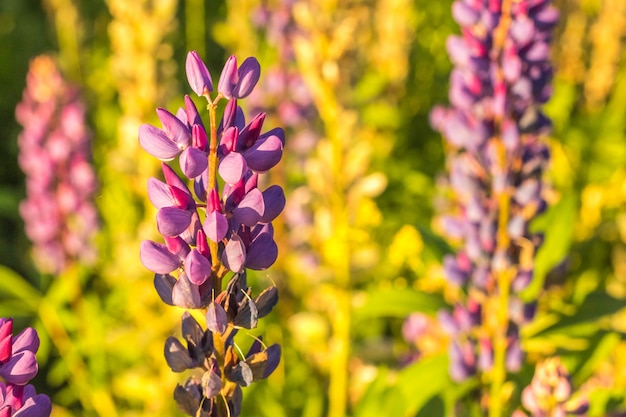 La plante lupine se bouchent à l'extérieur