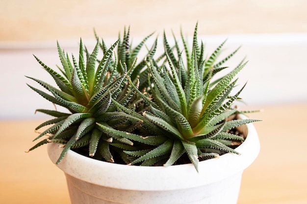 Plante luxuriante d'aloès sur un fond en bois